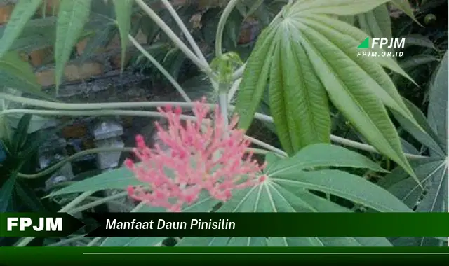 manfaat daun pinisilin