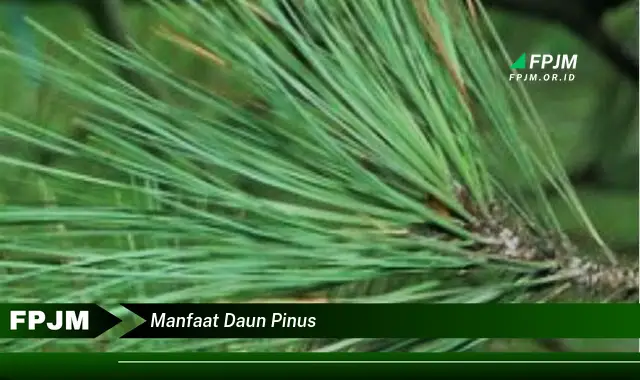 manfaat daun pinus