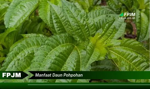 manfaat daun pohpohan