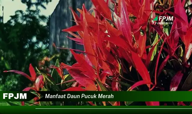 manfaat daun pucuk merah