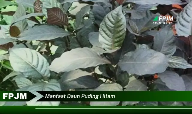 manfaat daun puding hitam