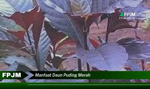 Ketahui 9 Manfaat Daun Puding Merah untuk Kesehatan Tubuh Anda