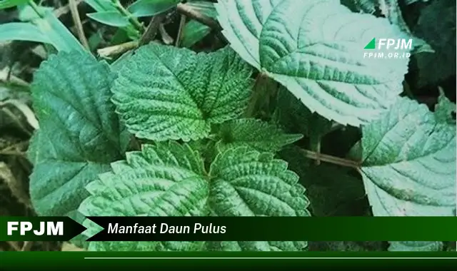 manfaat daun pulus