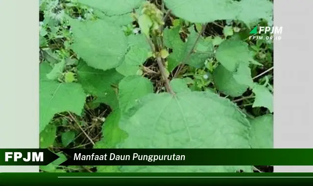 Ketahui 8 Manfaat Daun Pungpurutan untuk Kesehatan Anda Secara Lengkap