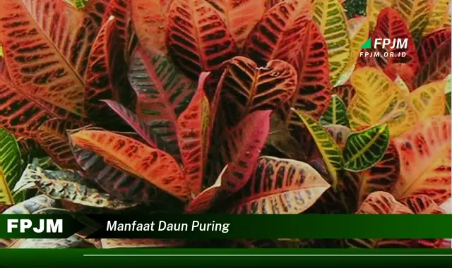 manfaat daun puring