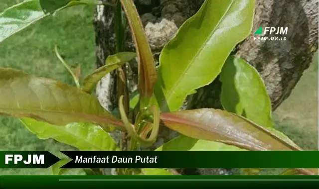 Ketahui 10 Manfaat Daun Putat untuk Kesehatan Anda yang Menakjubkan