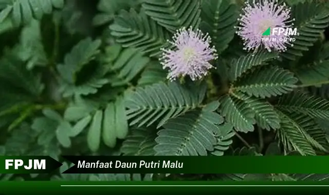 manfaat daun putri malu