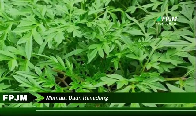 manfaat daun ramidang