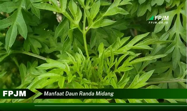 manfaat daun randa midang