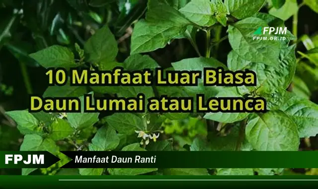 Ketahui 10 Manfaat Daun Ranti untuk Kesehatan Anda Secara Lengkap