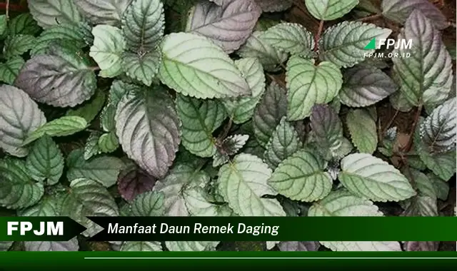 manfaat daun remek daging