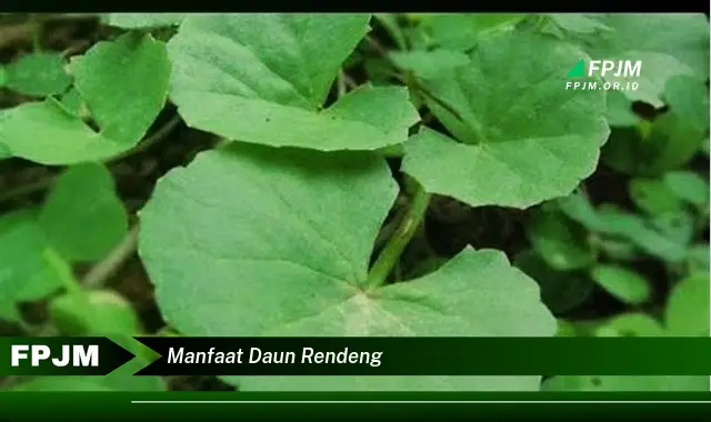 manfaat daun rendeng