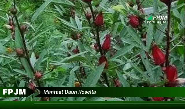 manfaat daun rosella