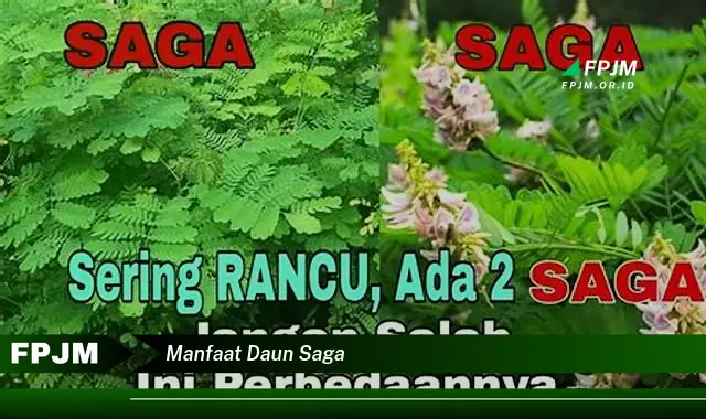 manfaat daun saga