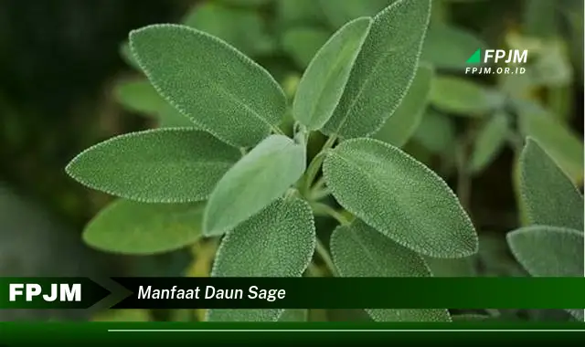 manfaat daun sage