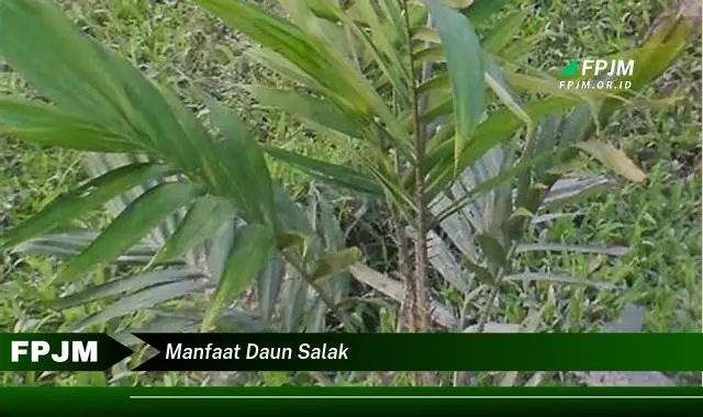 manfaat daun salak