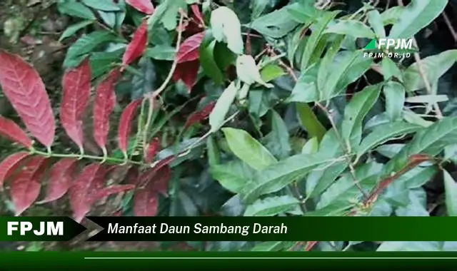 manfaat daun sambang darah