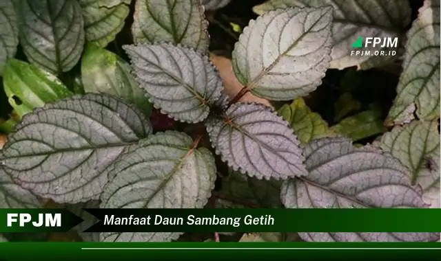 manfaat daun sambang getih