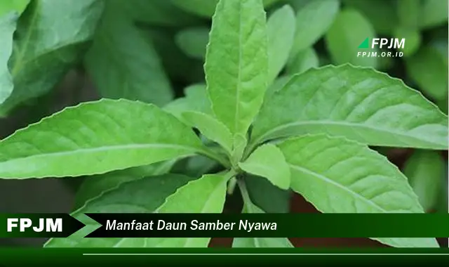 manfaat daun samber nyawa