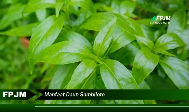 manfaat daun sambiloto