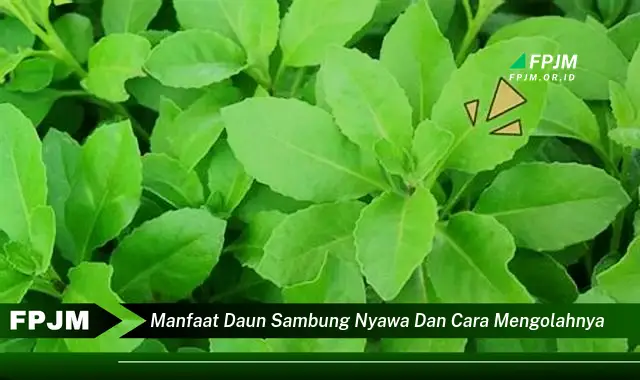 manfaat daun sambung nyawa dan cara mengolahnya