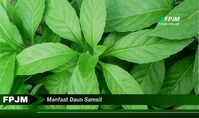 manfaat daun samsit