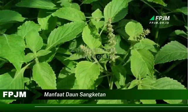 manfaat daun sangketan