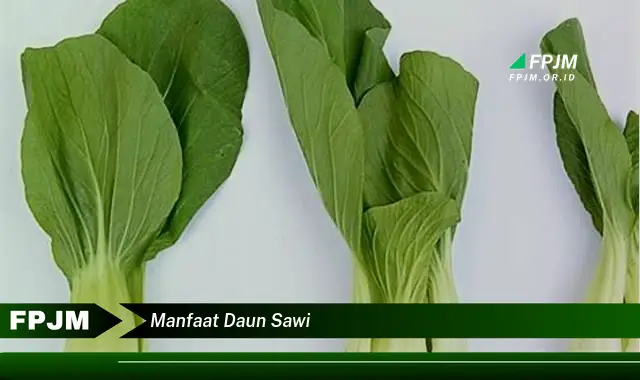 manfaat daun sawi