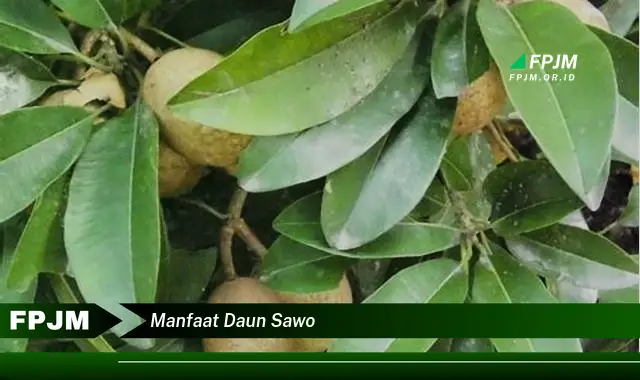 manfaat daun sawo