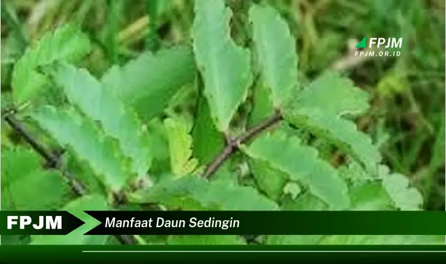 manfaat daun sedingin