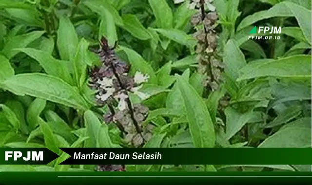 manfaat daun selasih