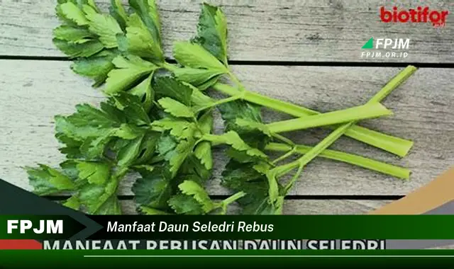 manfaat daun seledri rebus