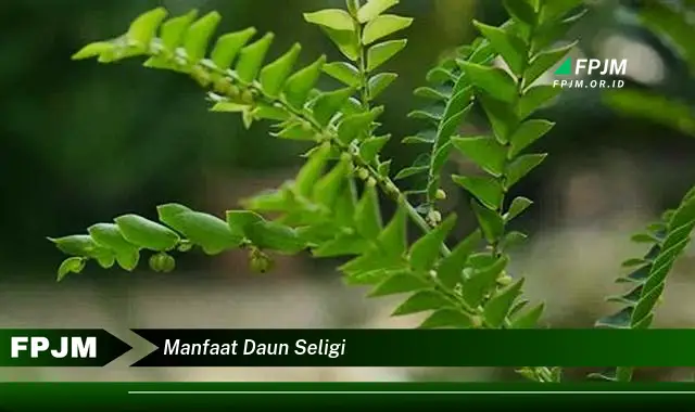 manfaat daun seligi