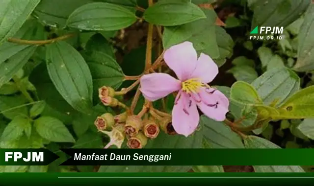 manfaat daun senggani