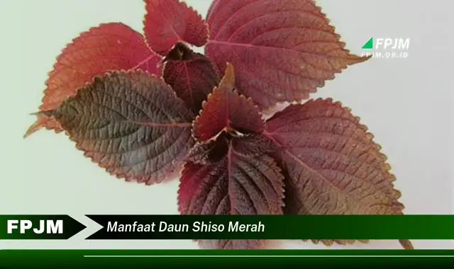 Ketahui 10 Manfaat Daun Shiso Merah untuk Kesehatan Tubuh Anda