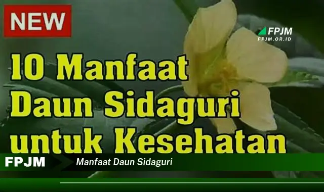 manfaat daun sidaguri