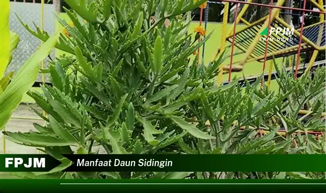 manfaat daun sidingin