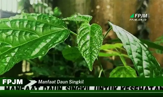 manfaat daun singkil