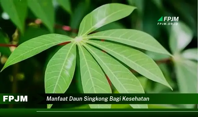 manfaat daun singkong bagi kesehatan