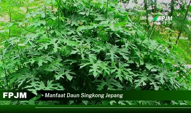 Ketahui 10 Manfaat Daun Singkong Jepang untuk Kesehatan Tubuh Anda