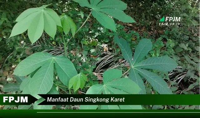 manfaat daun singkong karet