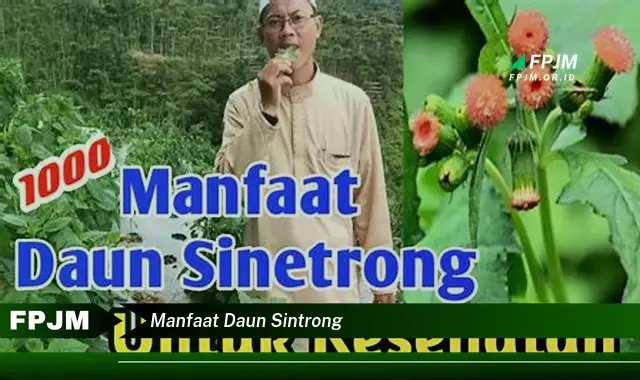 manfaat daun sintrong