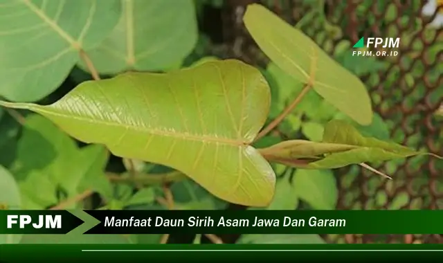 manfaat daun sirih asam jawa dan garam