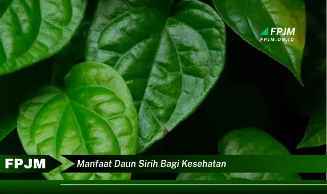 manfaat daun sirih bagi kesehatan