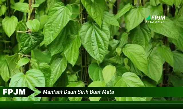 manfaat daun sirih buat mata