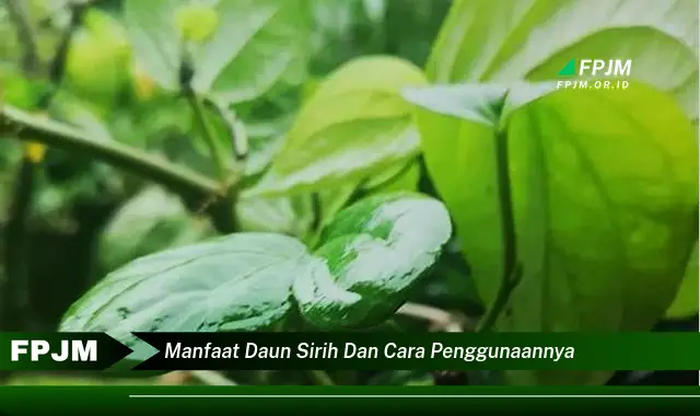 Ketahui 10 Manfaat Daun Sirih untuk Kesehatan dan Kecantikan, Panduan Lengkap Cara Penggunaannya