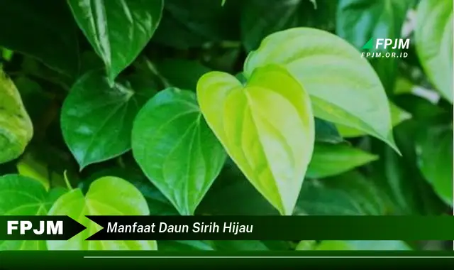 manfaat daun sirih hijau