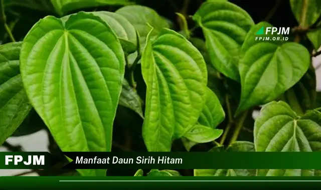 manfaat daun sirih hitam