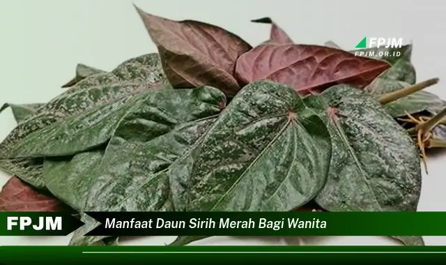 manfaat daun sirih merah bagi wanita