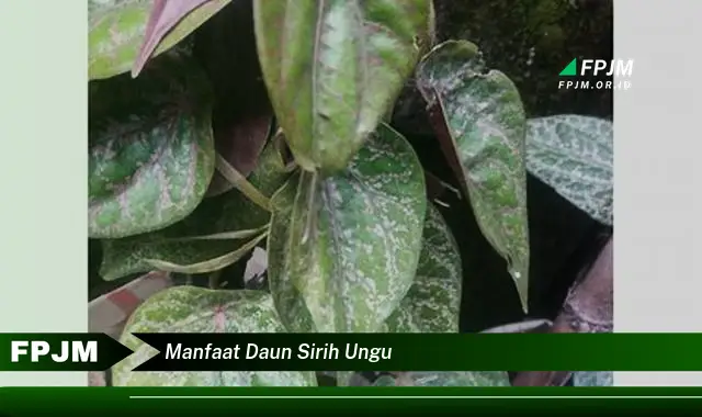 manfaat daun sirih ungu